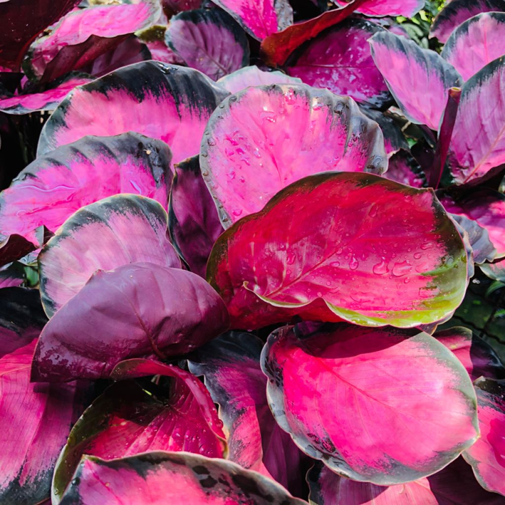 Calathea Misty Red - Calatea