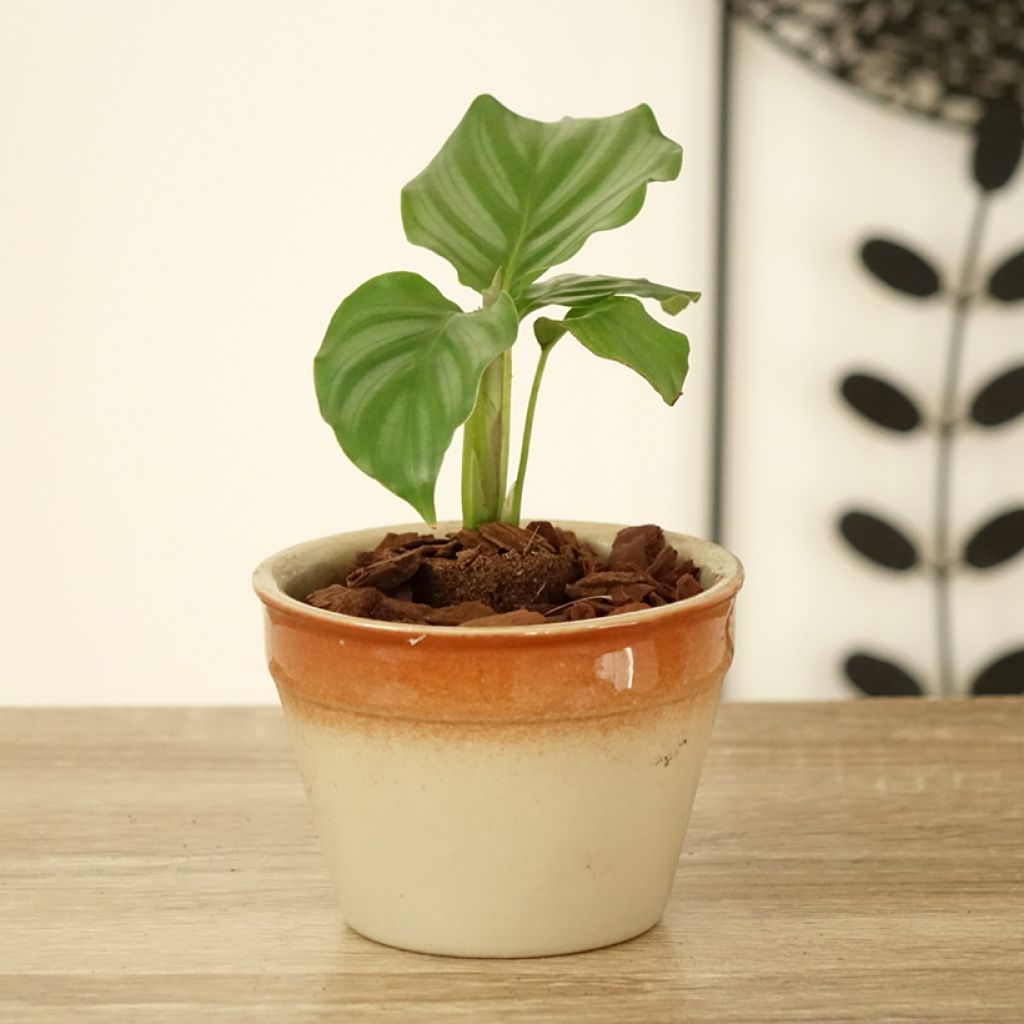 Calathea orbifolia - Calatea