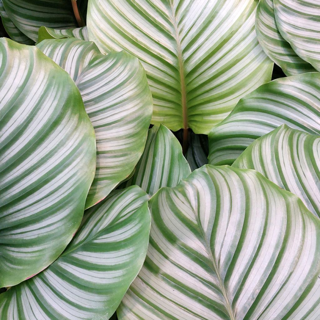 Calathea orbifolia - Calatea
