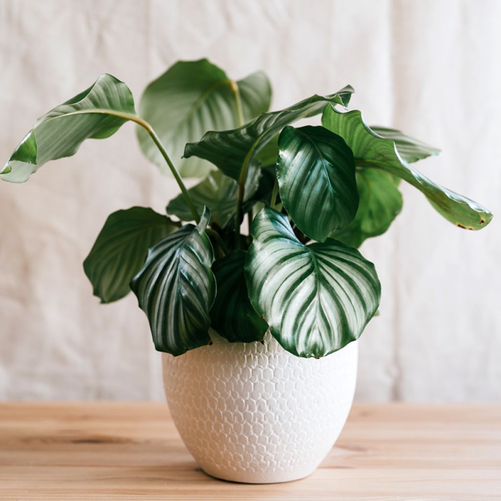 Calathea orbifolia - Calatea