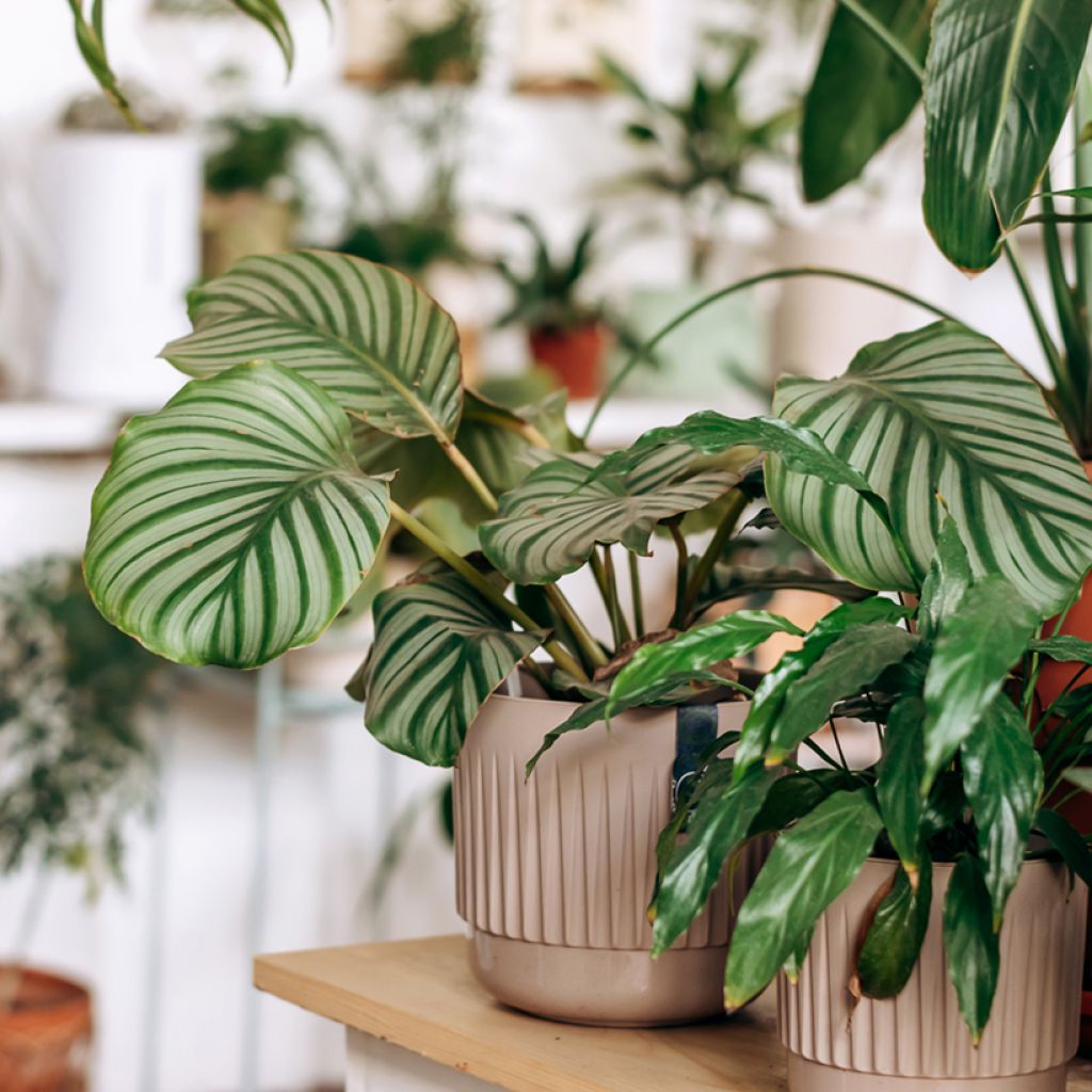 Calathea orbifolia - Calatea