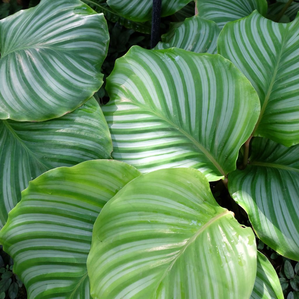 Calathea orbifolia - Calatea