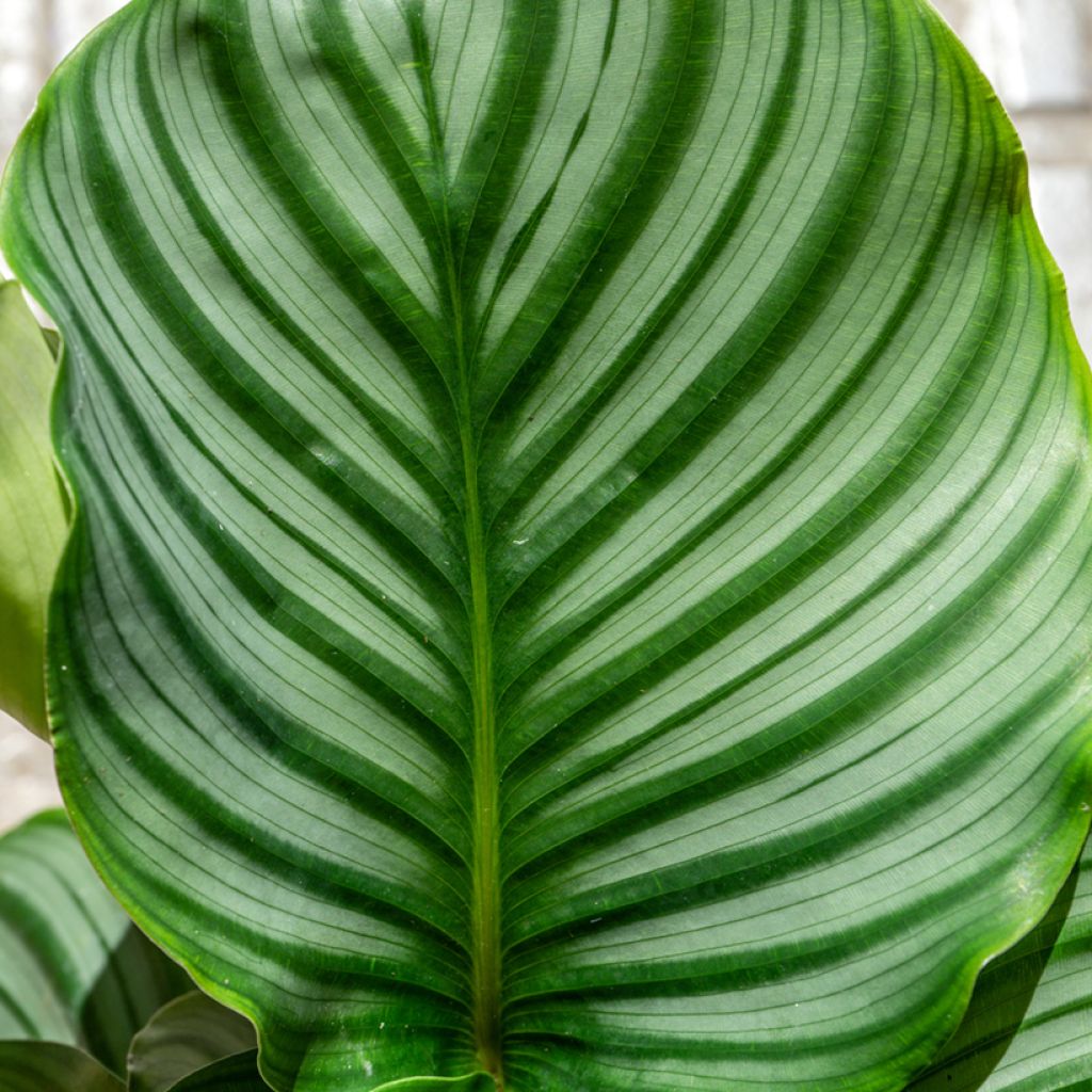 Calathea orbifolia - Calatea