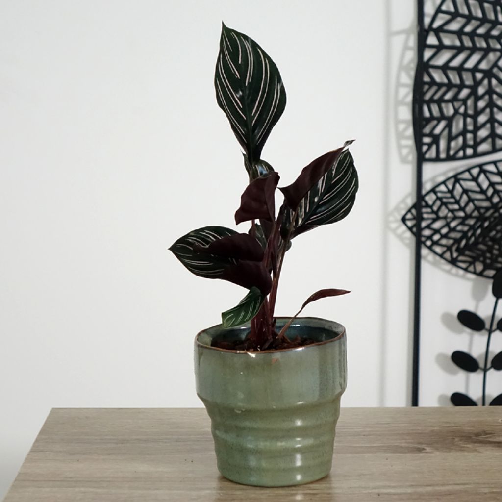 Calathea ornata - Calatea