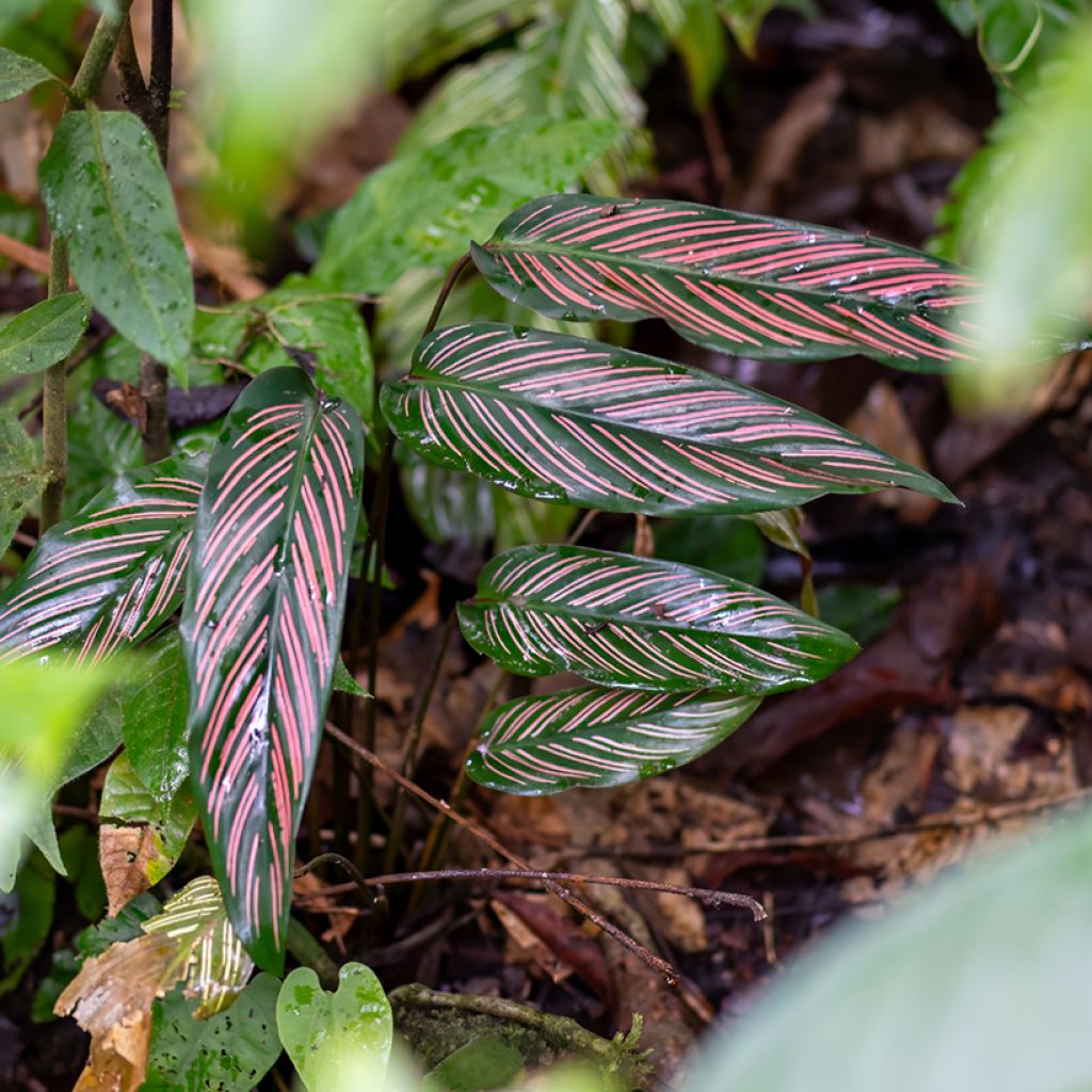 Calathea ornata - Calatea