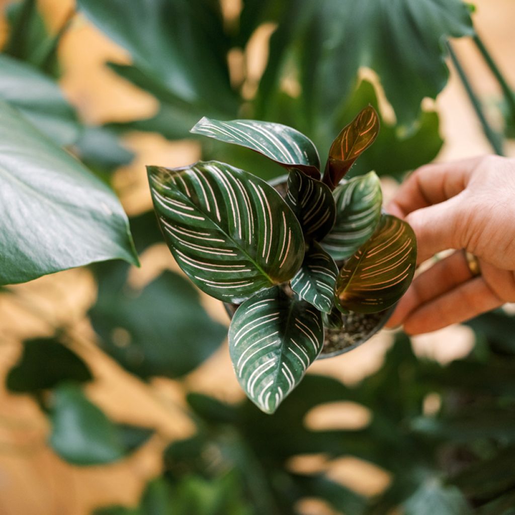 Calathea ornata - Calatea