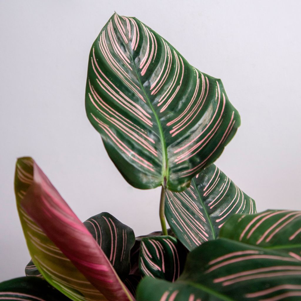 Calathea ornata - Calatea