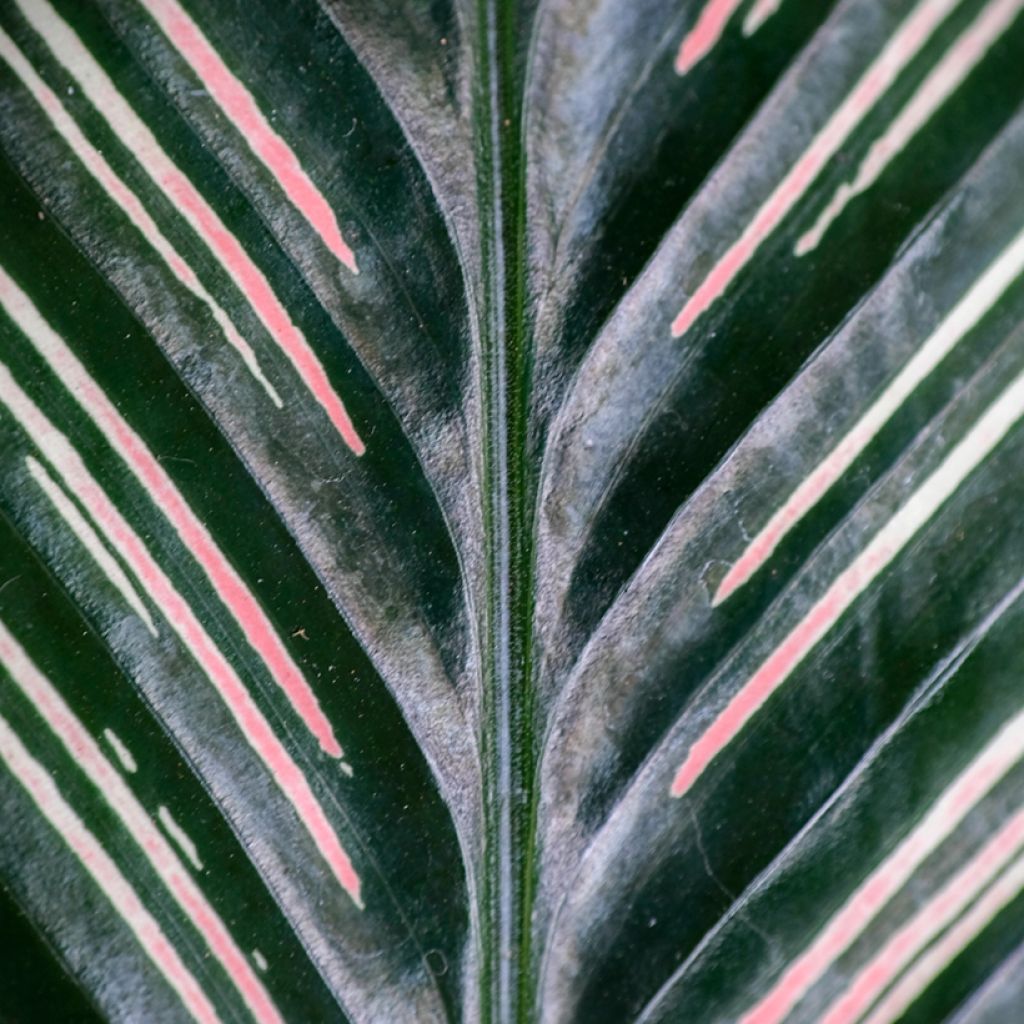 Calathea ornata - Calatea