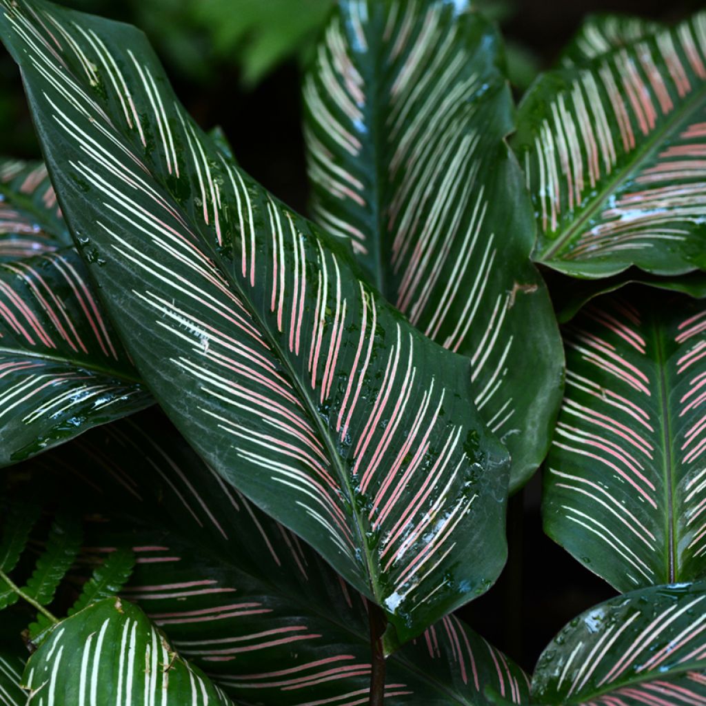 Calathea ornata - Calatea