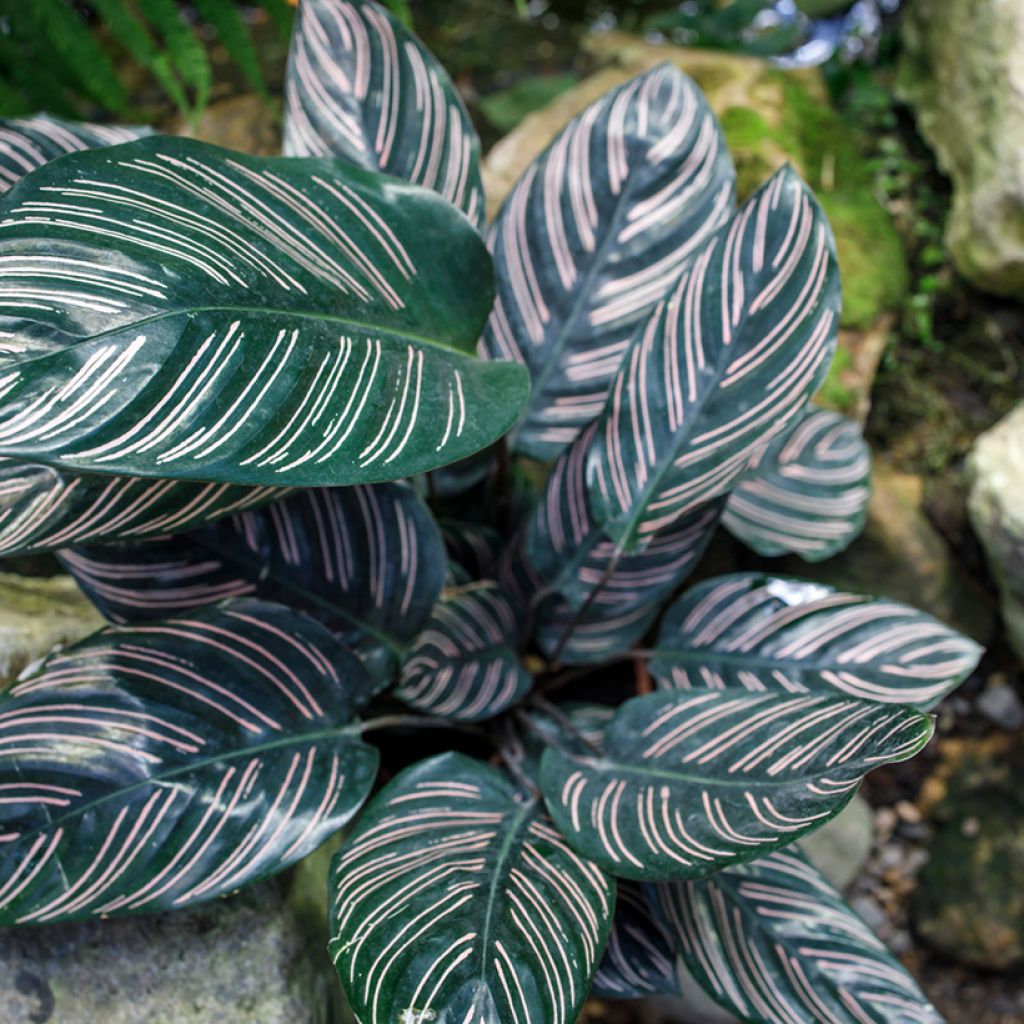 Calathea ornata - Calatea