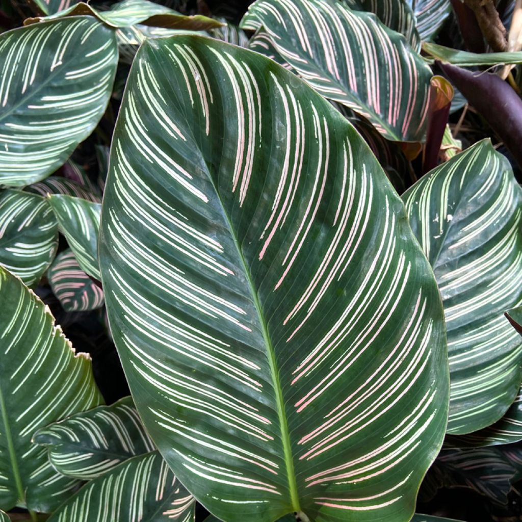Calathea ornata - Calatea
