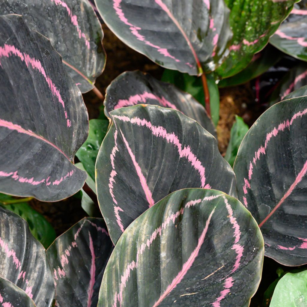 Calathea roseopicta - Calatea