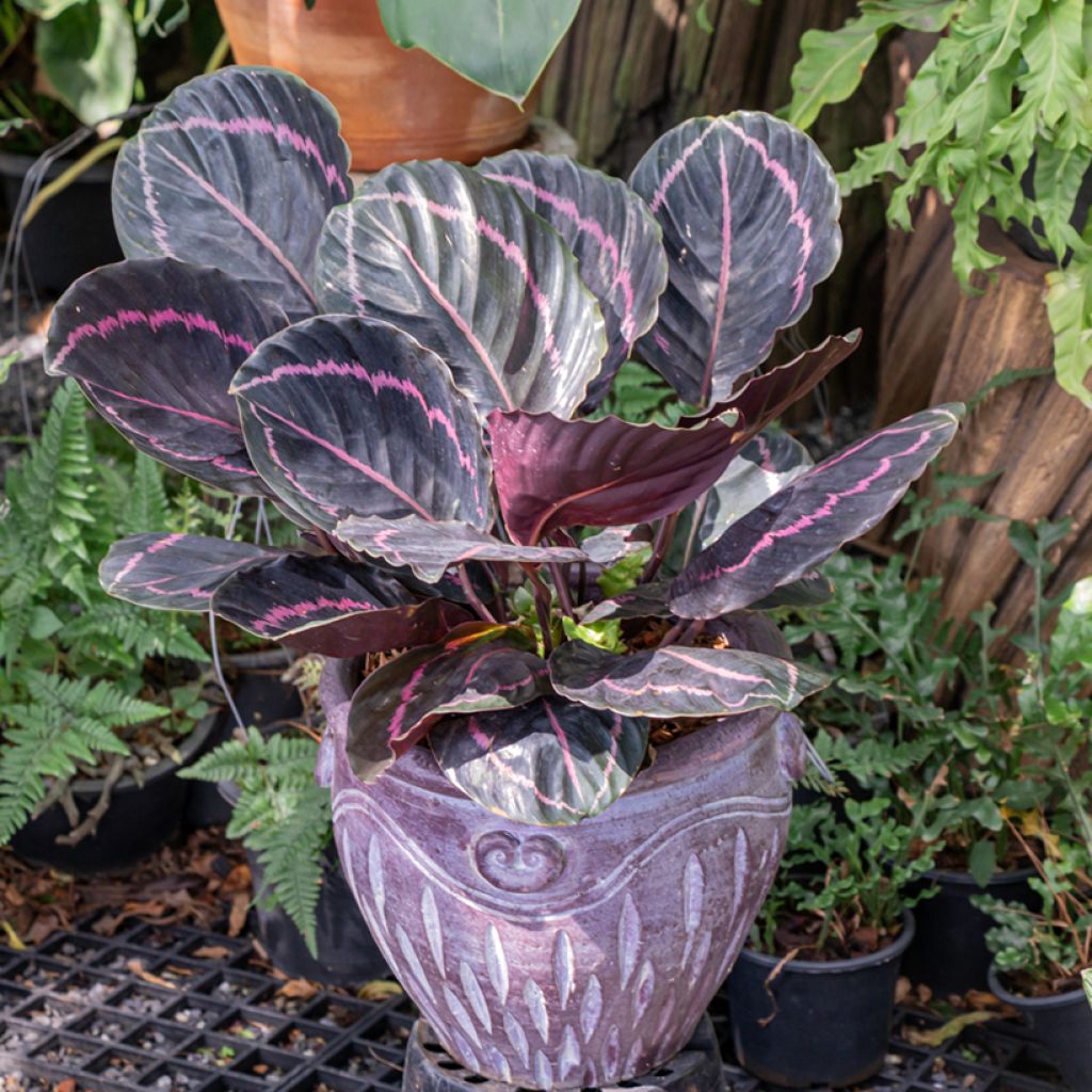 Calathea roseopicta - Calatea