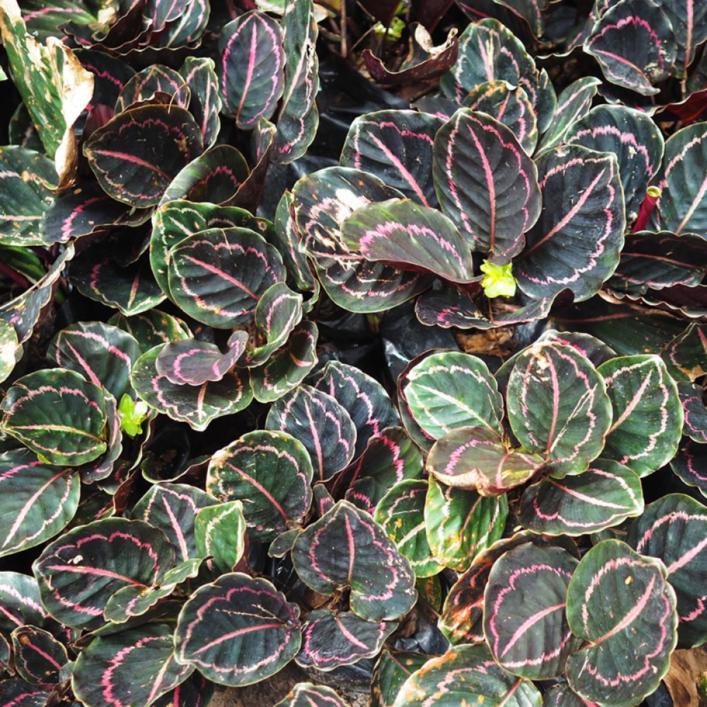 Calathea roseopicta - Calatea