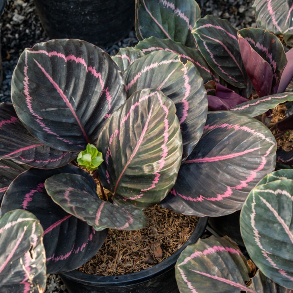 Calathea roseopicta - Calatea