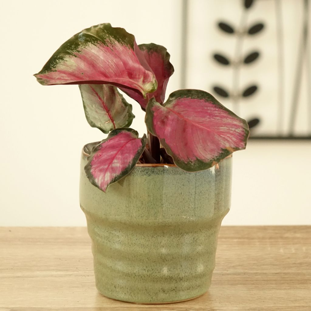 Calathea roseopicta Rosy - Calatea