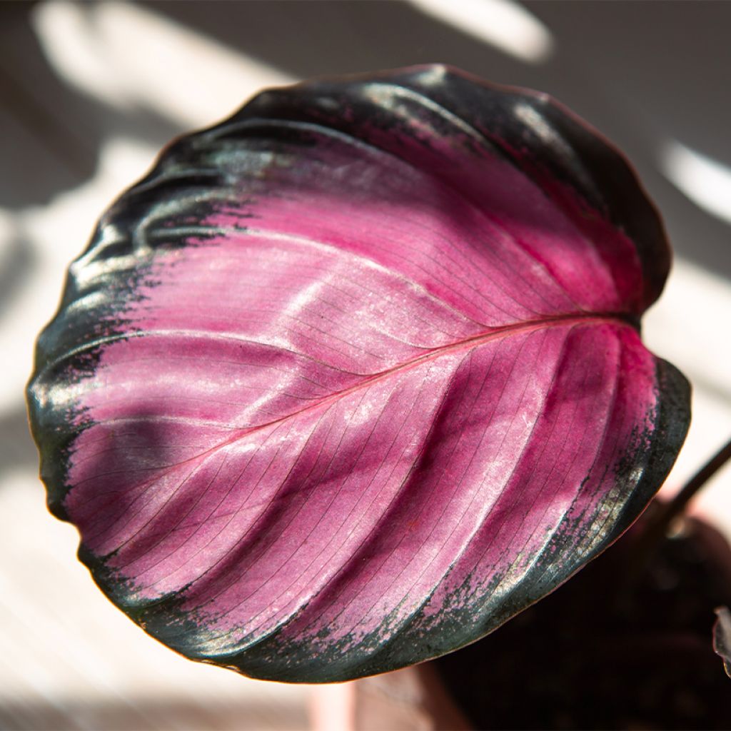 Calathea roseopicta Rosy - Calatea