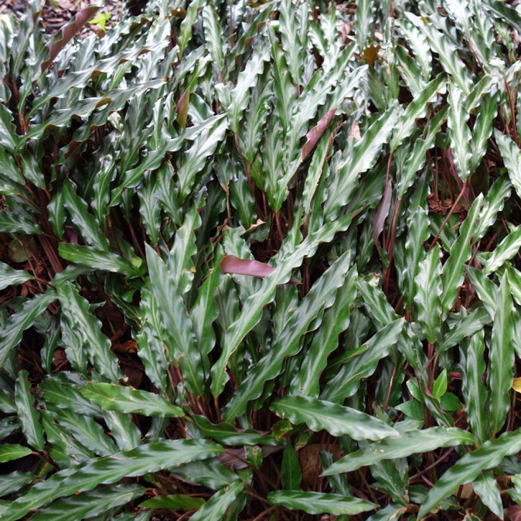 Calathea rufibarba - Calatea