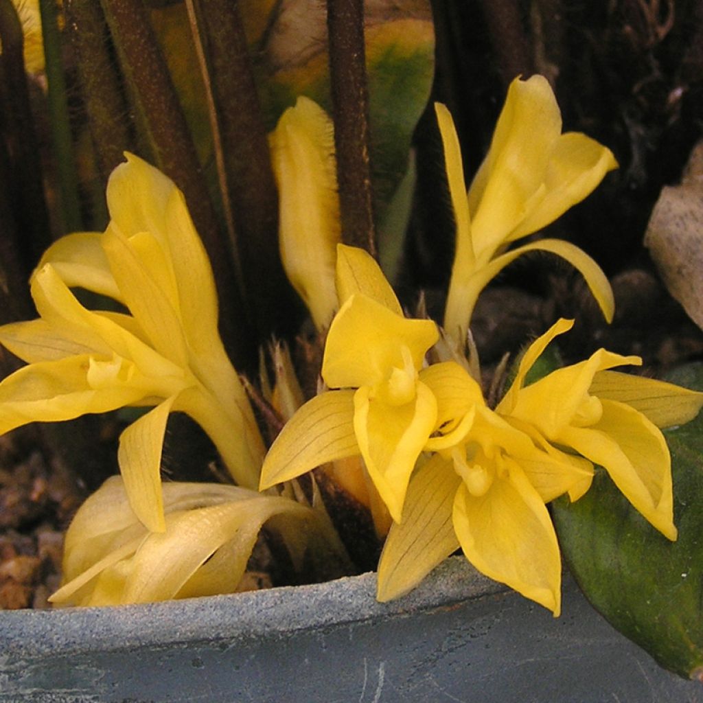 Calathea rufibarba - Calatea