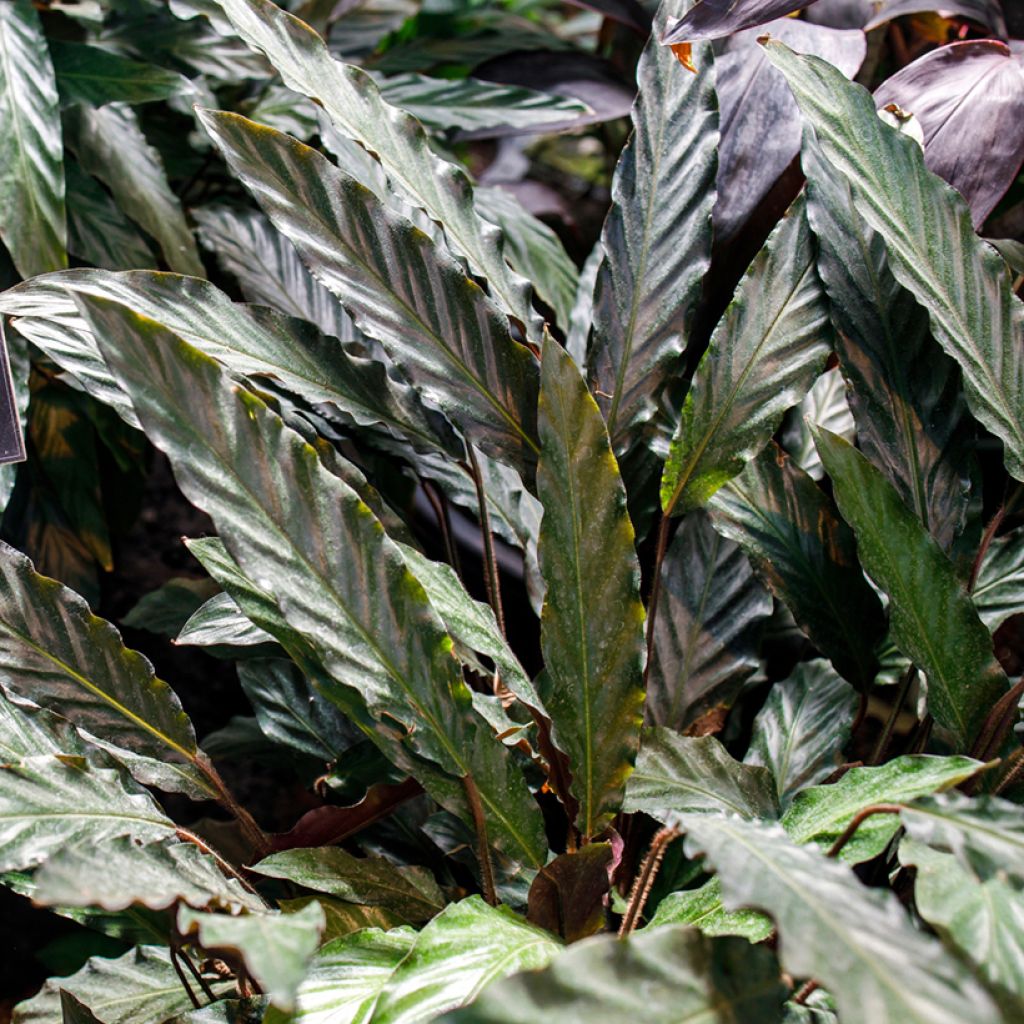 Calathea rufibarba - Calatea