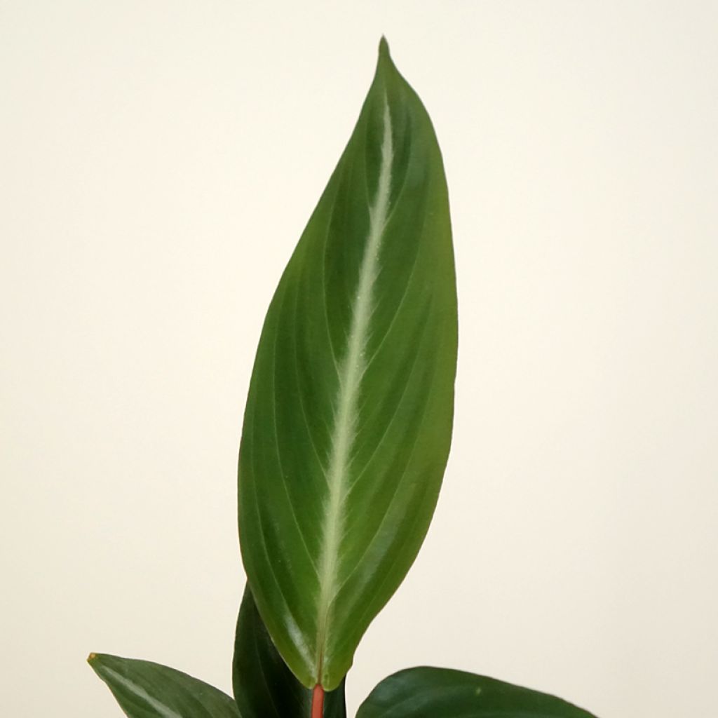 Calathea sanguinea - Calatea