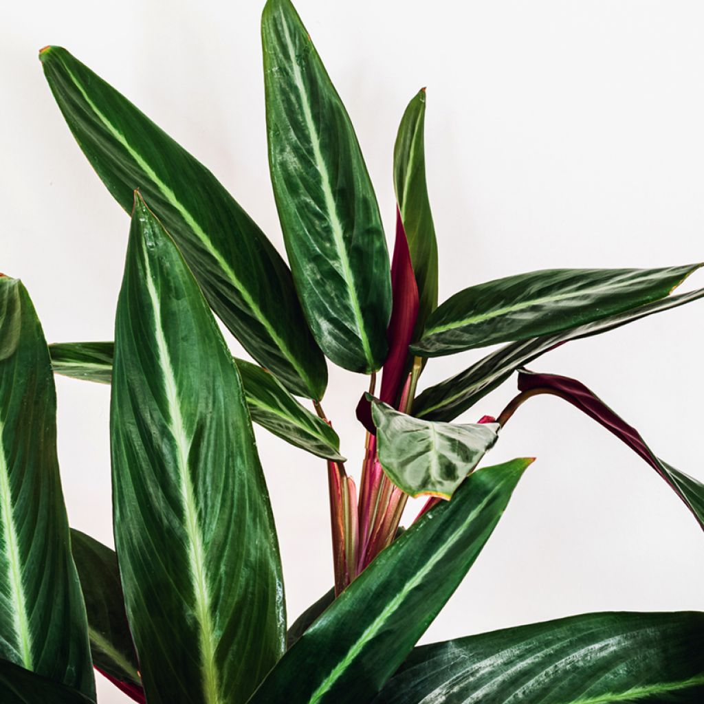 Calathea sanguinea - Calatea