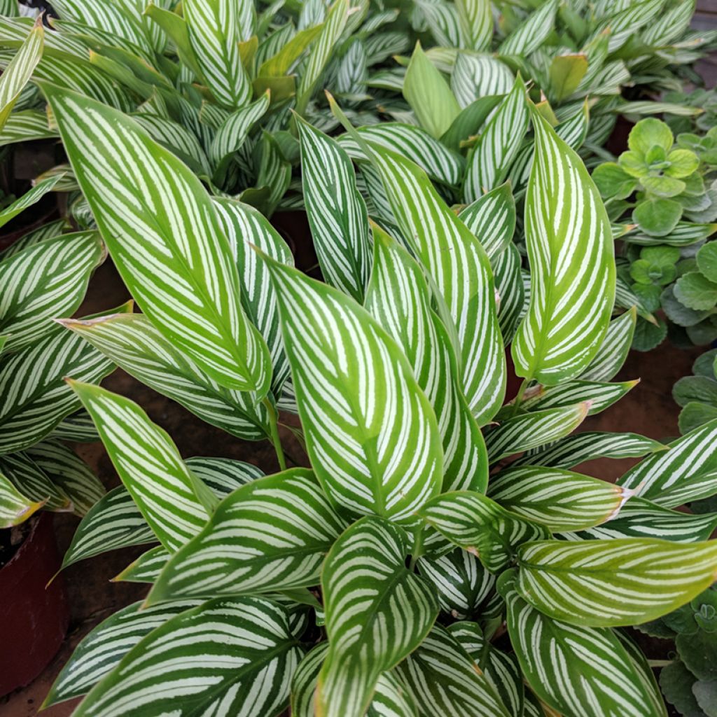 Calathea vittata - Calatea