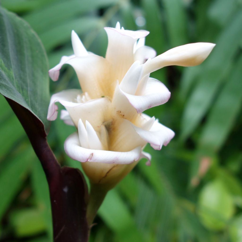 Calathea warscewiczii - Calatea