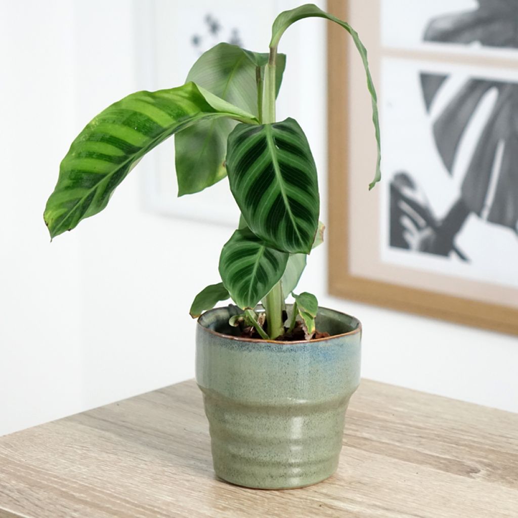 Calathea zebrina - Calatea