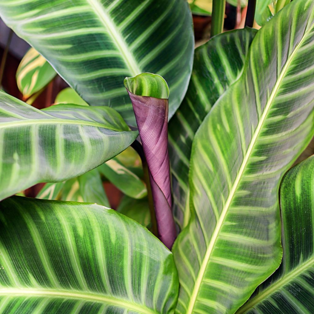 Calathea zebrina - Calatea