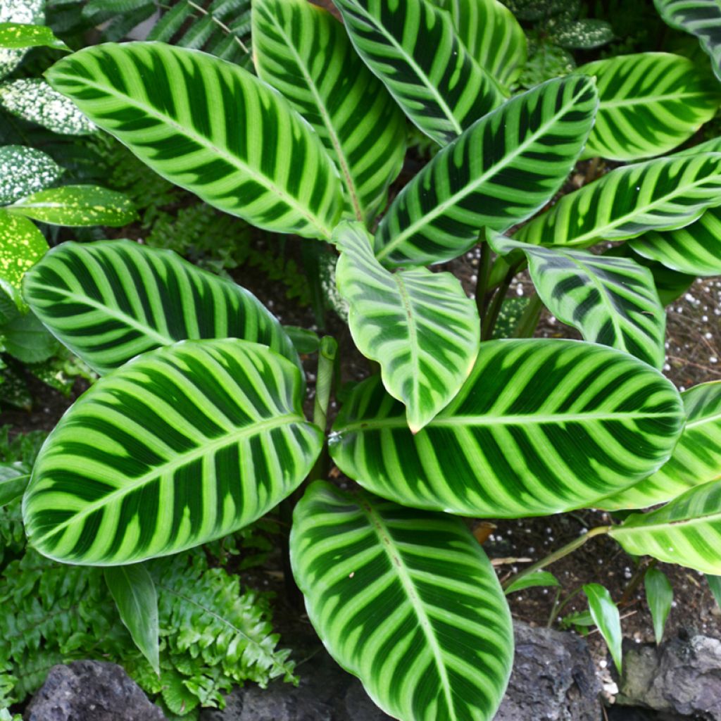Calathea zebrina - Calatea