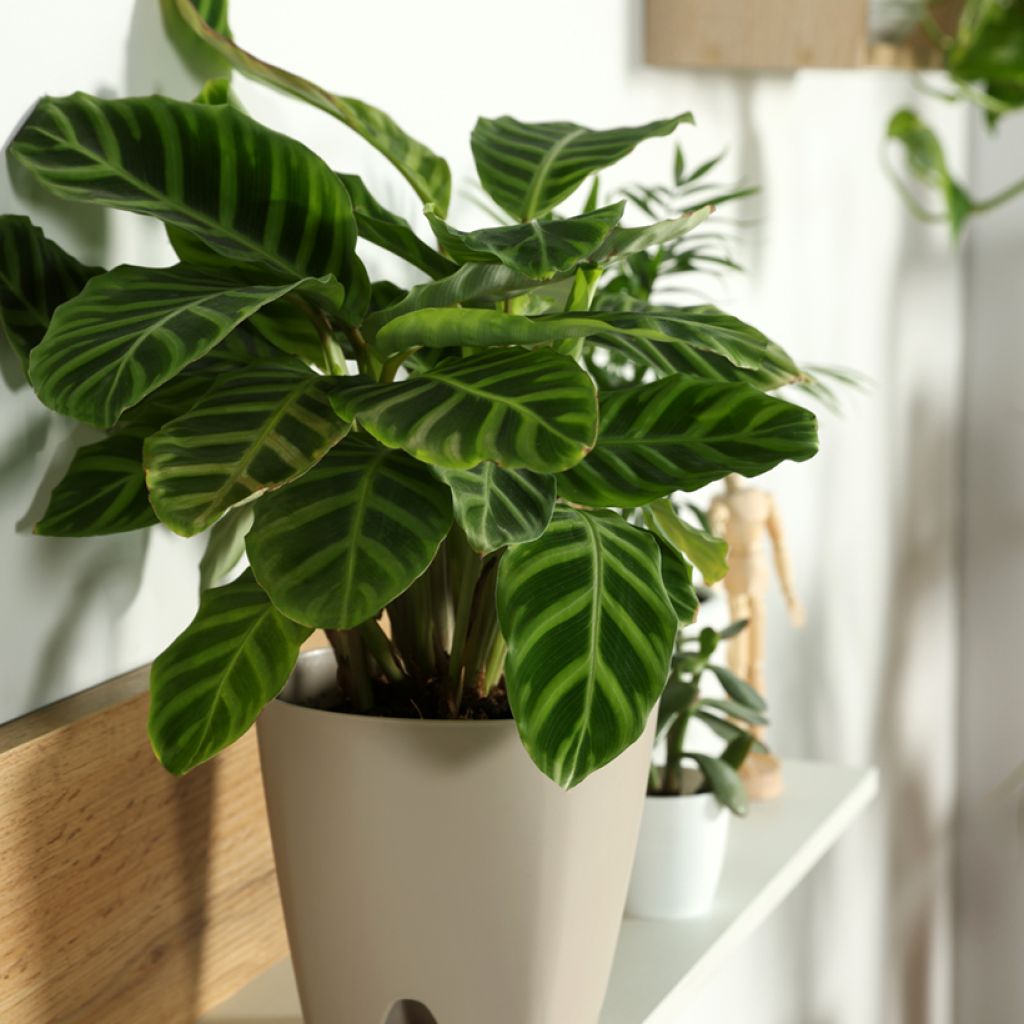 Calathea zebrina - Calatea