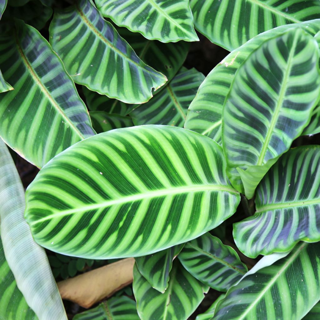 Calathea zebrina - Calatea