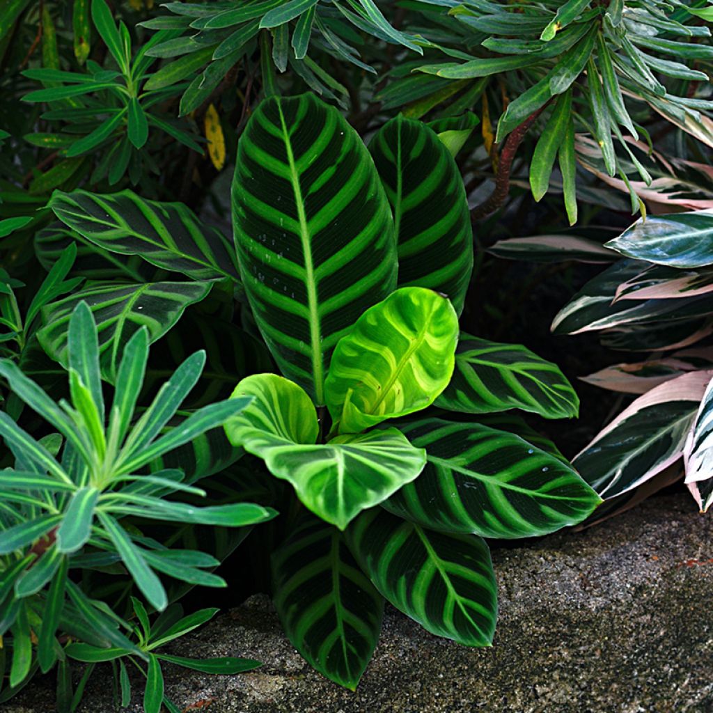 Calathea zebrina - Calatea
