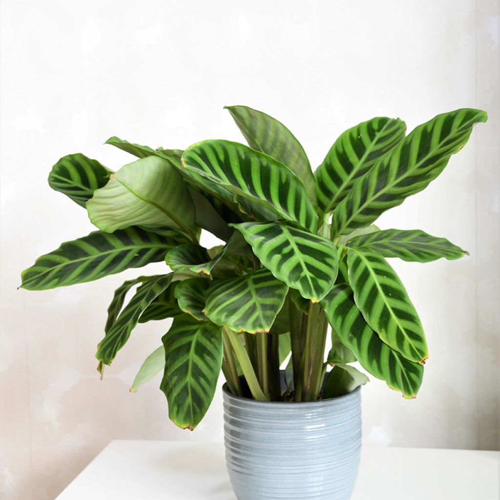 Calathea zebrina - Calatea