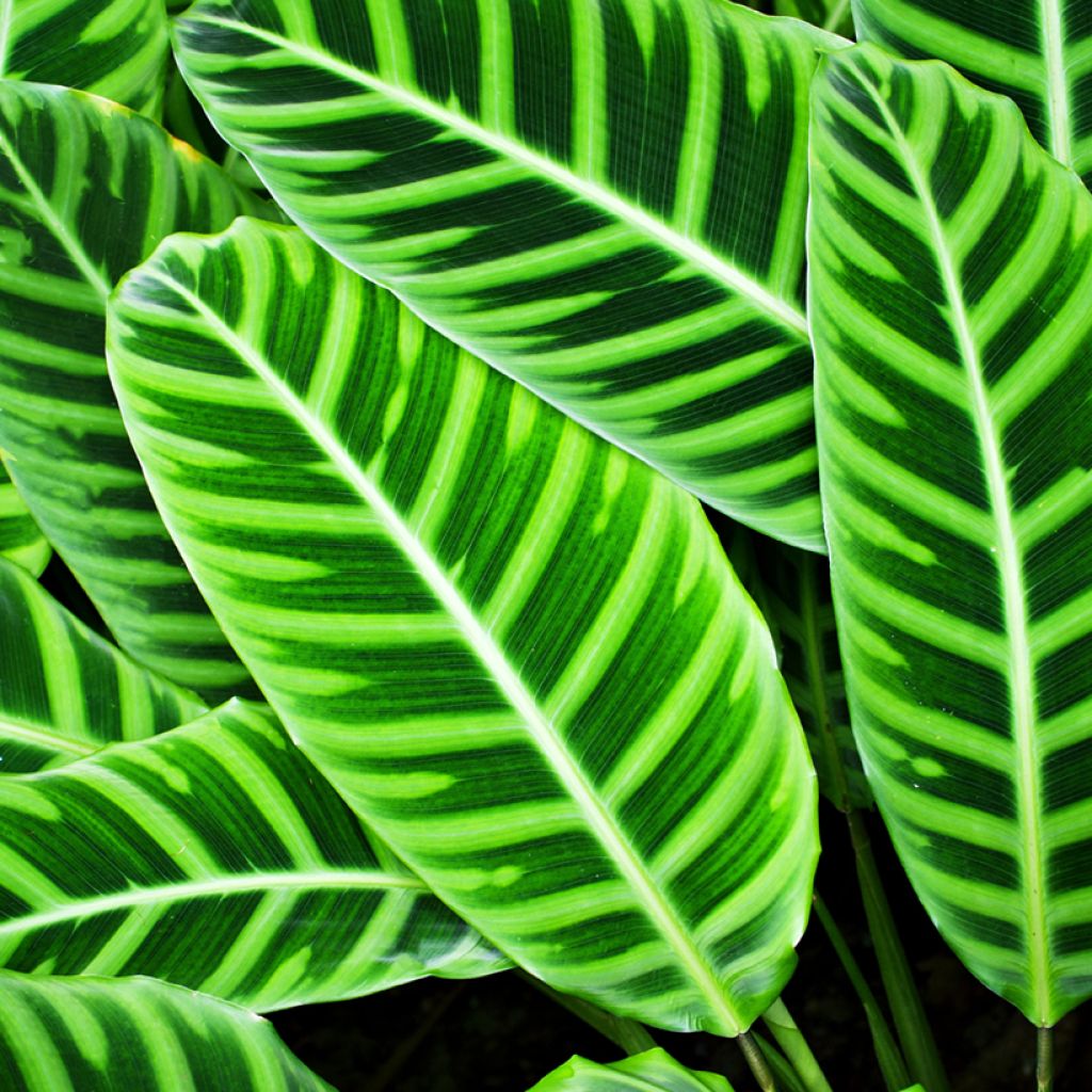 Calathea zebrina - Calatea