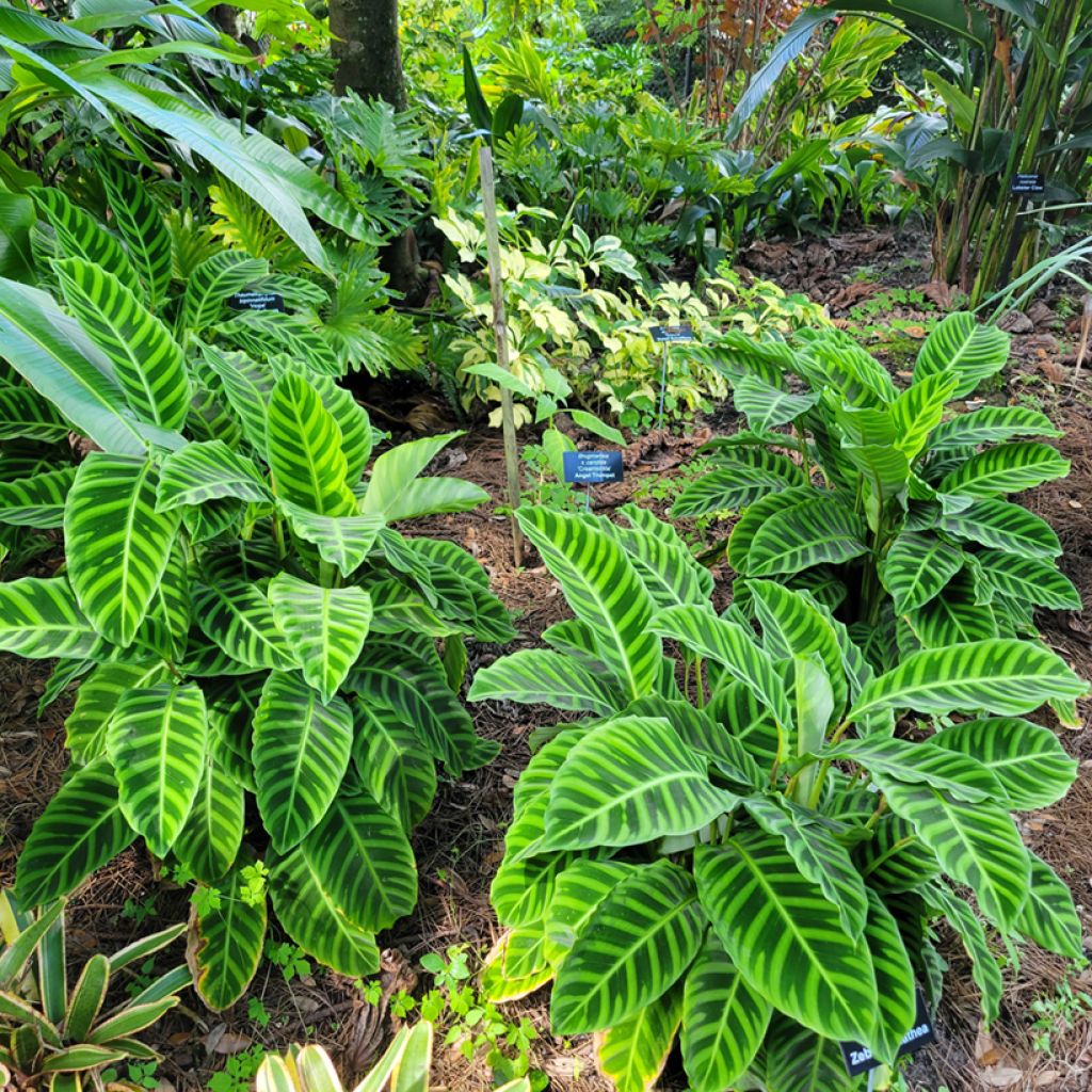 Calathea zebrina - Calatea