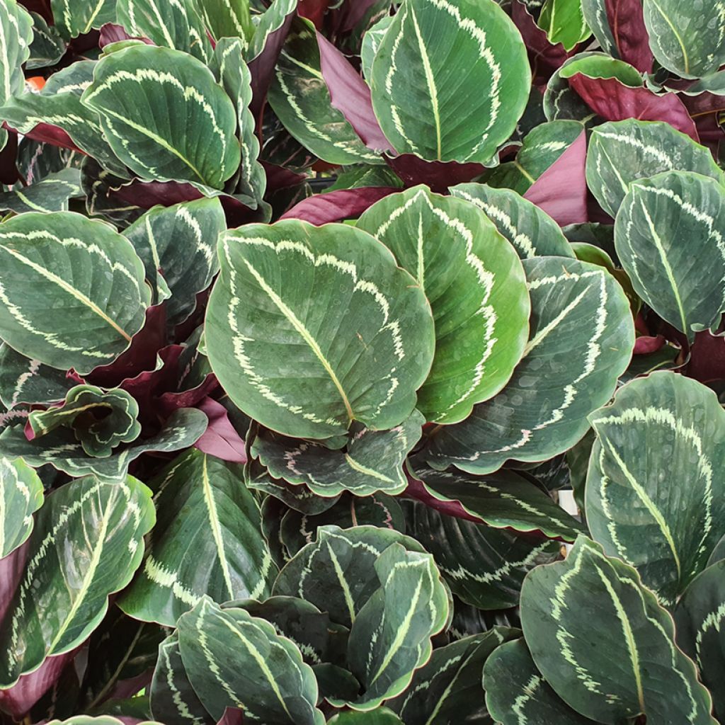 Calathea roseopicta Green - Calatea