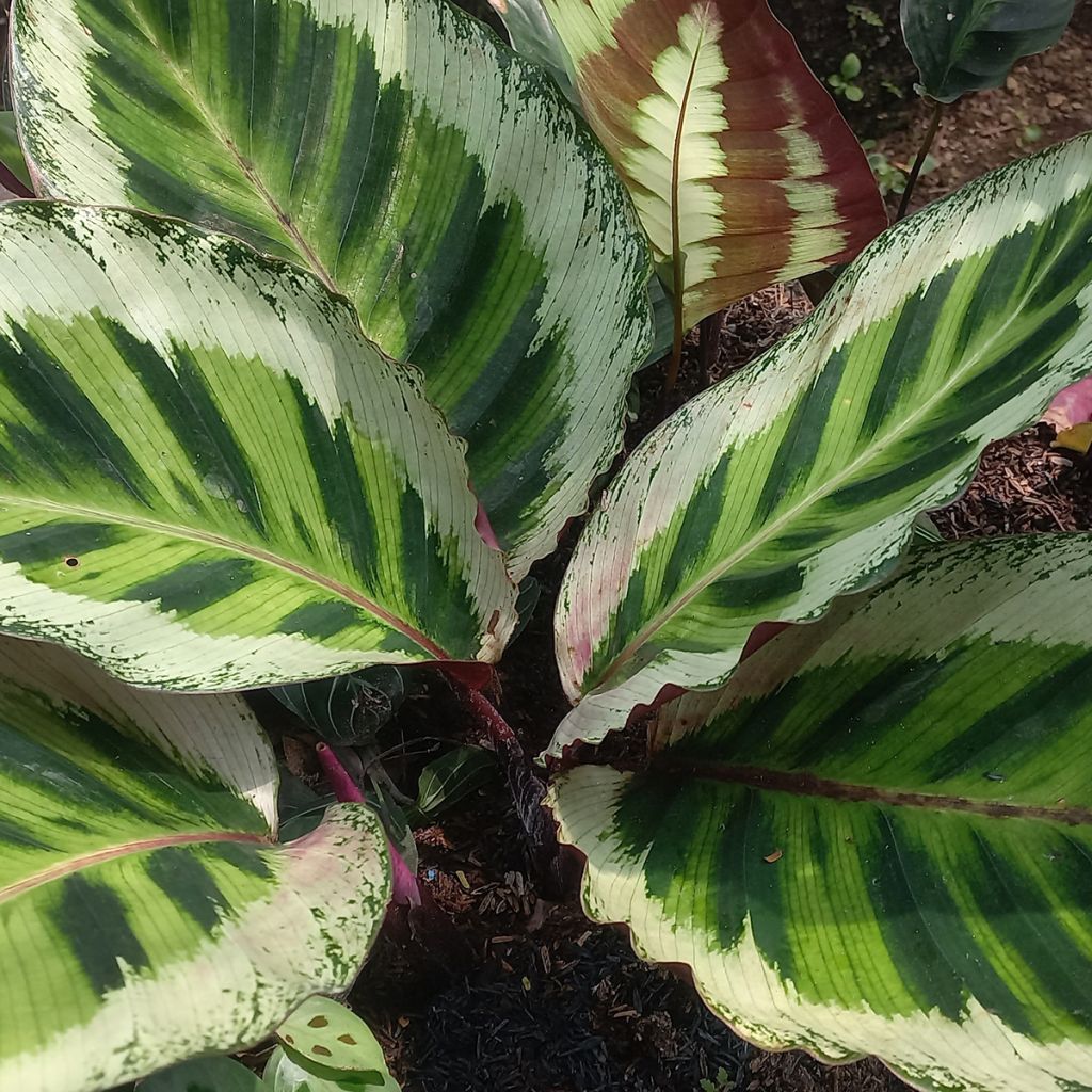 Calathea Angela