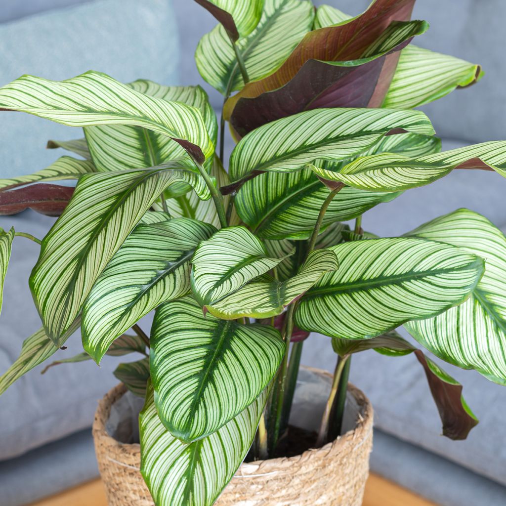 Calathea White Star