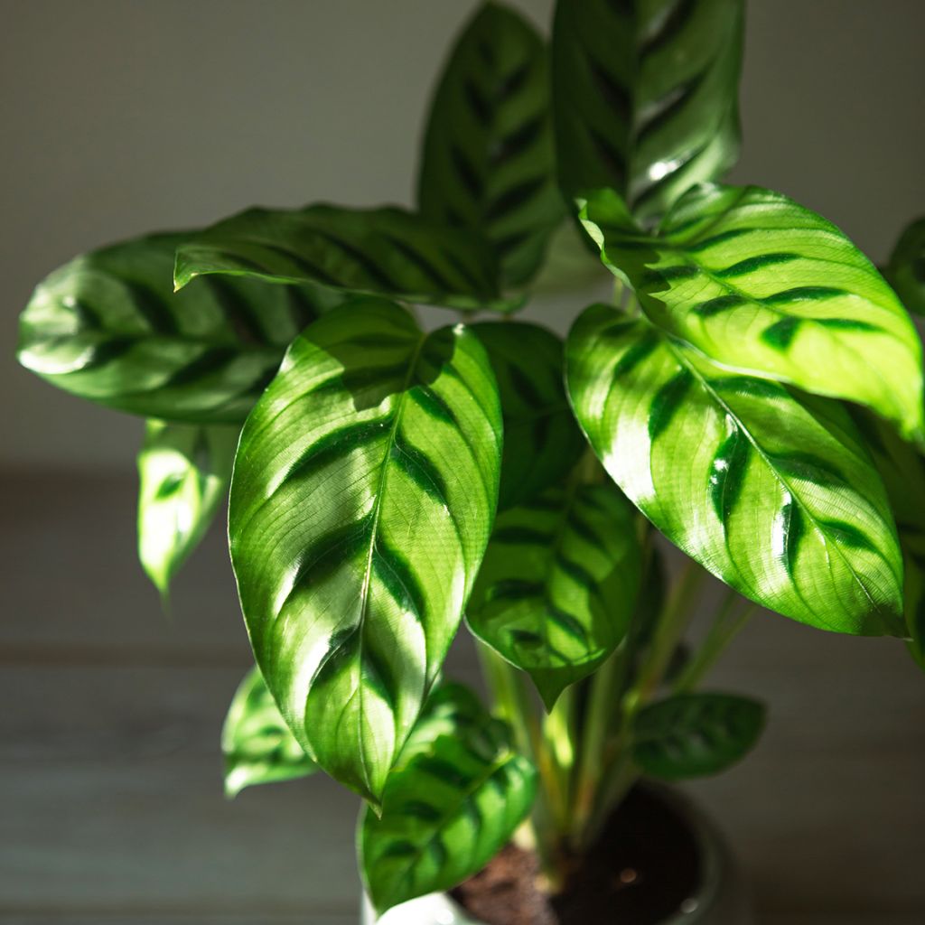 Calathea leopardina