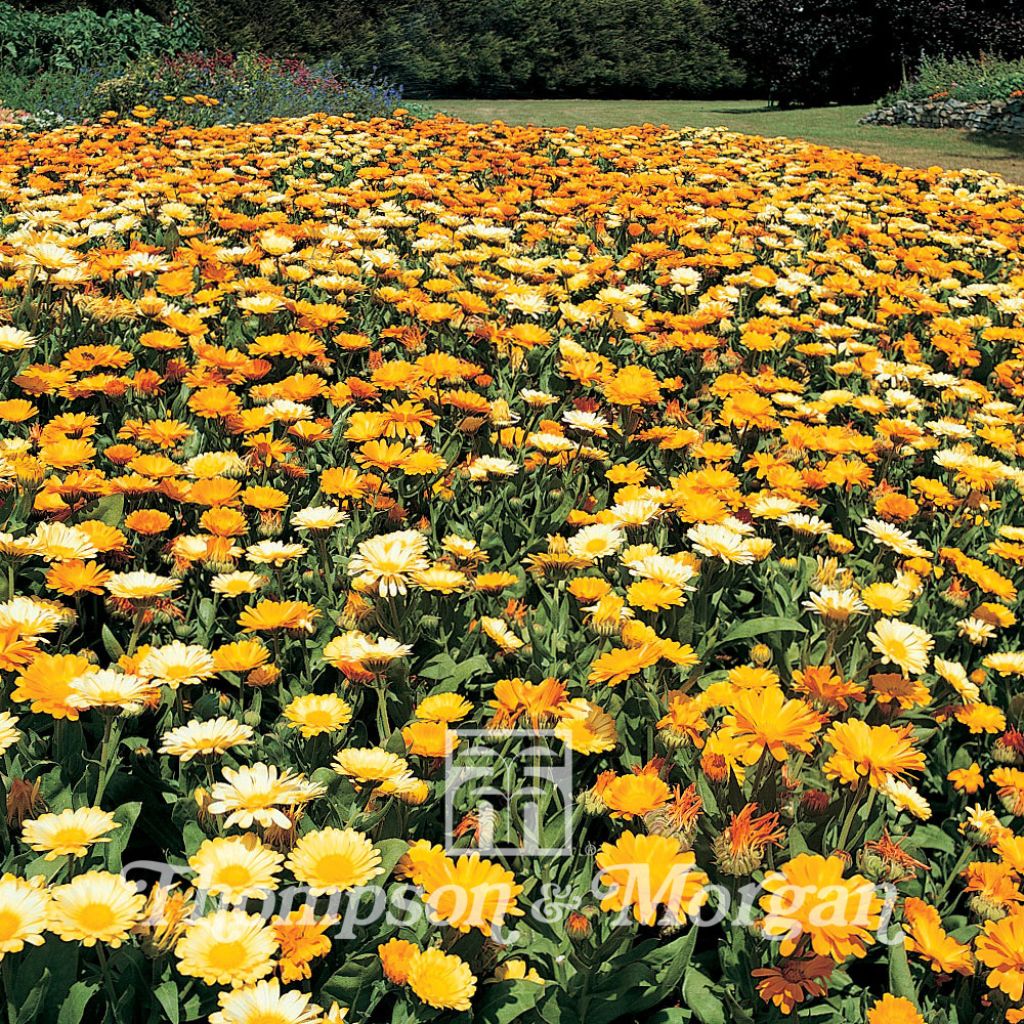 Calendula Nana Citrus Cocktail