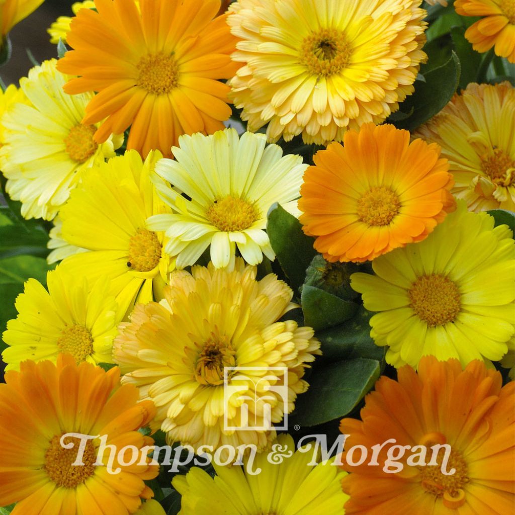 Calendula Nana Fruit Twist 1 Packet