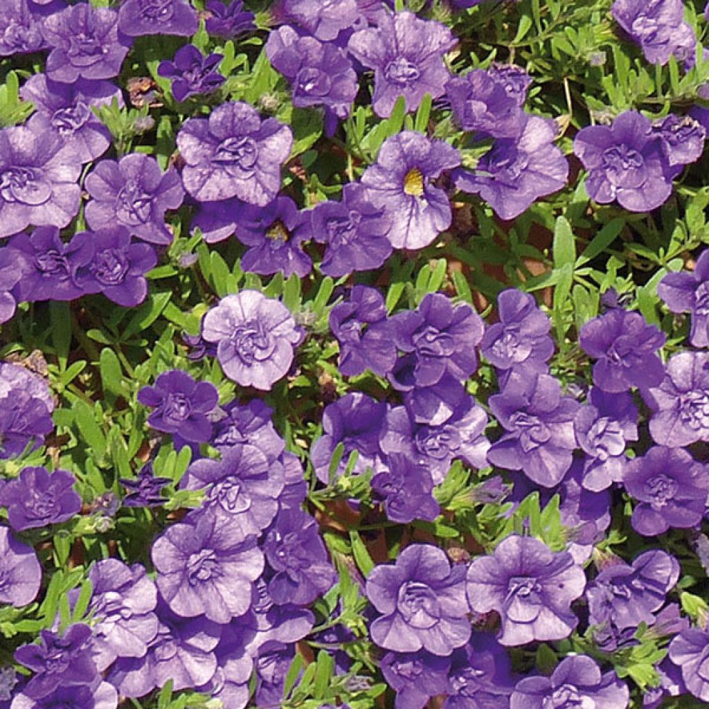 Calibrachoa hybrida Can-Can Rosies Blue
