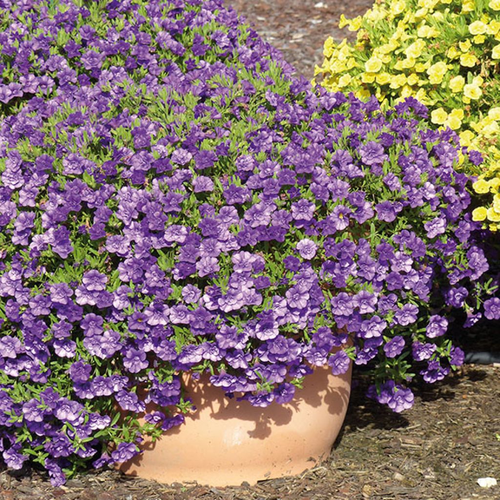 Calibrachoa hybrida Can-Can Rosies Blue