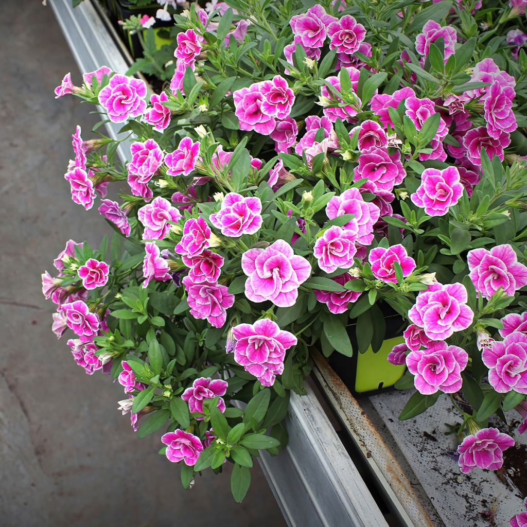 Calibrachoa hybrida Superbells Sweet Love