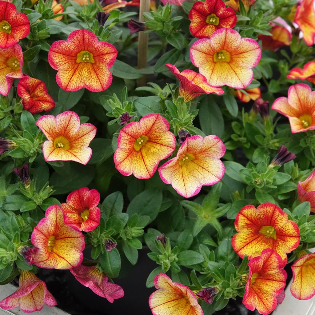 Calibrachoa híbrida MiniFamous Uno Bakari
