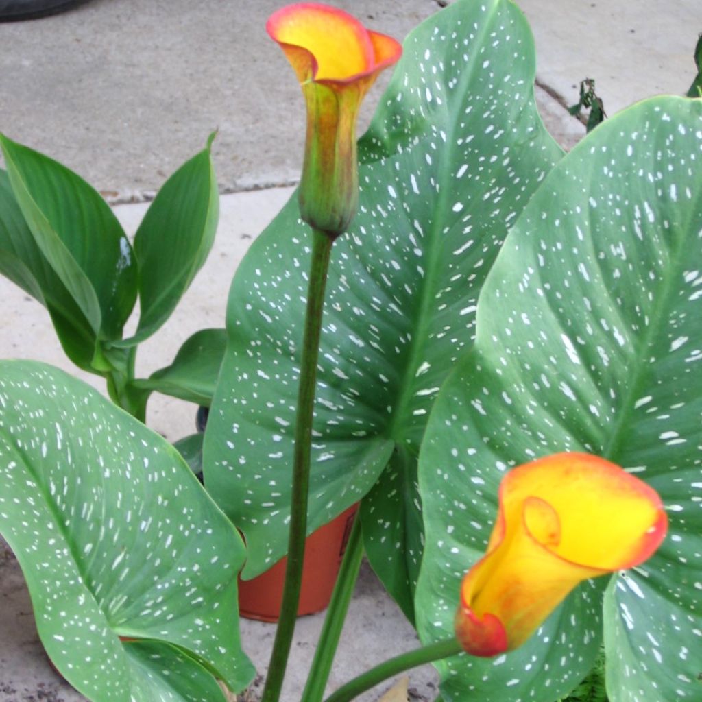 Arum ou Calla jaune bordé de rouge orangé - Zantedeschia Selina®