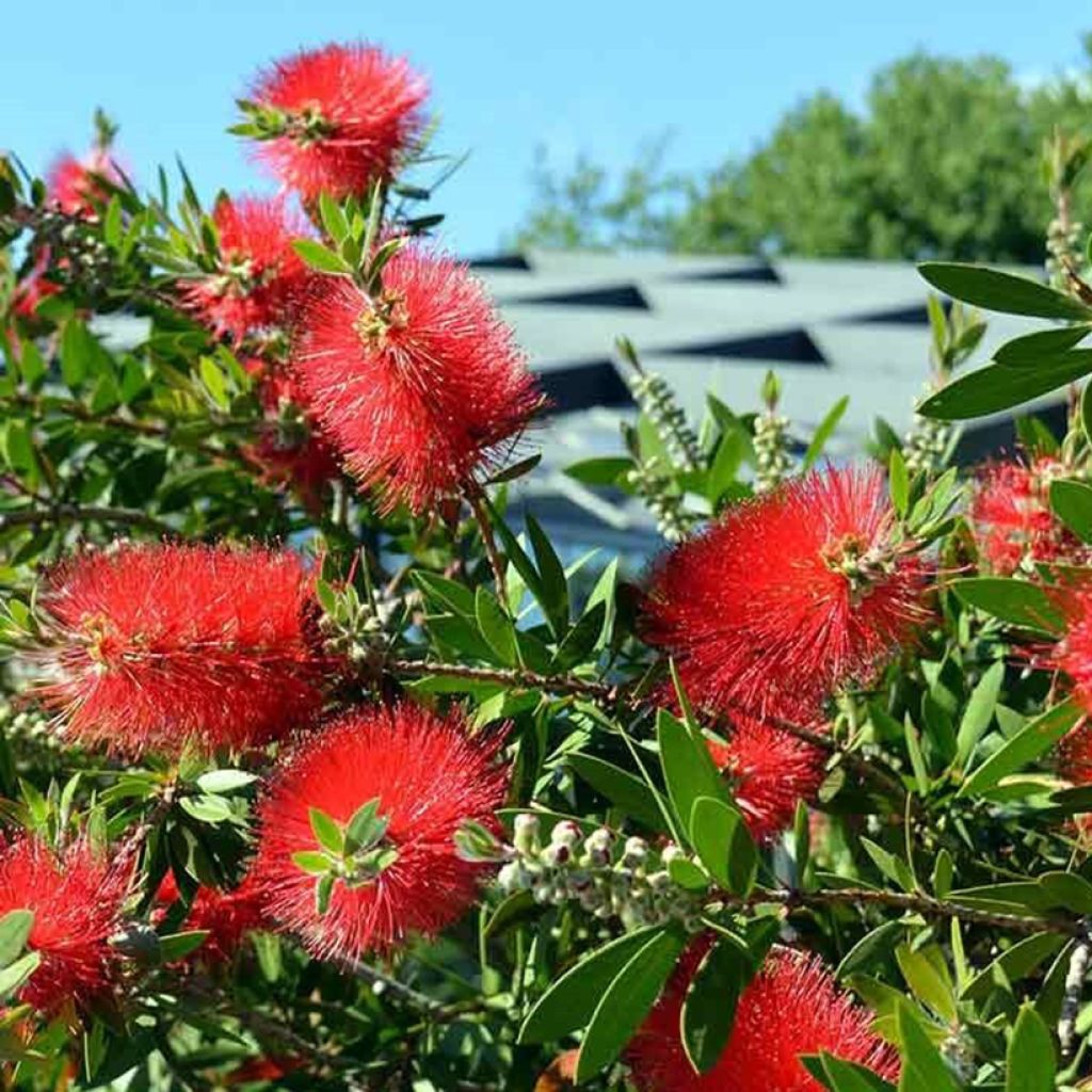 Limpiatubos llorón Inferno - Callistemon viminalis