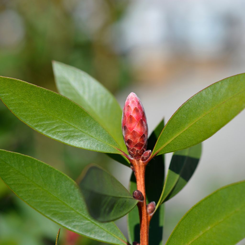 Limpiatubos llorón Inferno - Callistemon viminalis